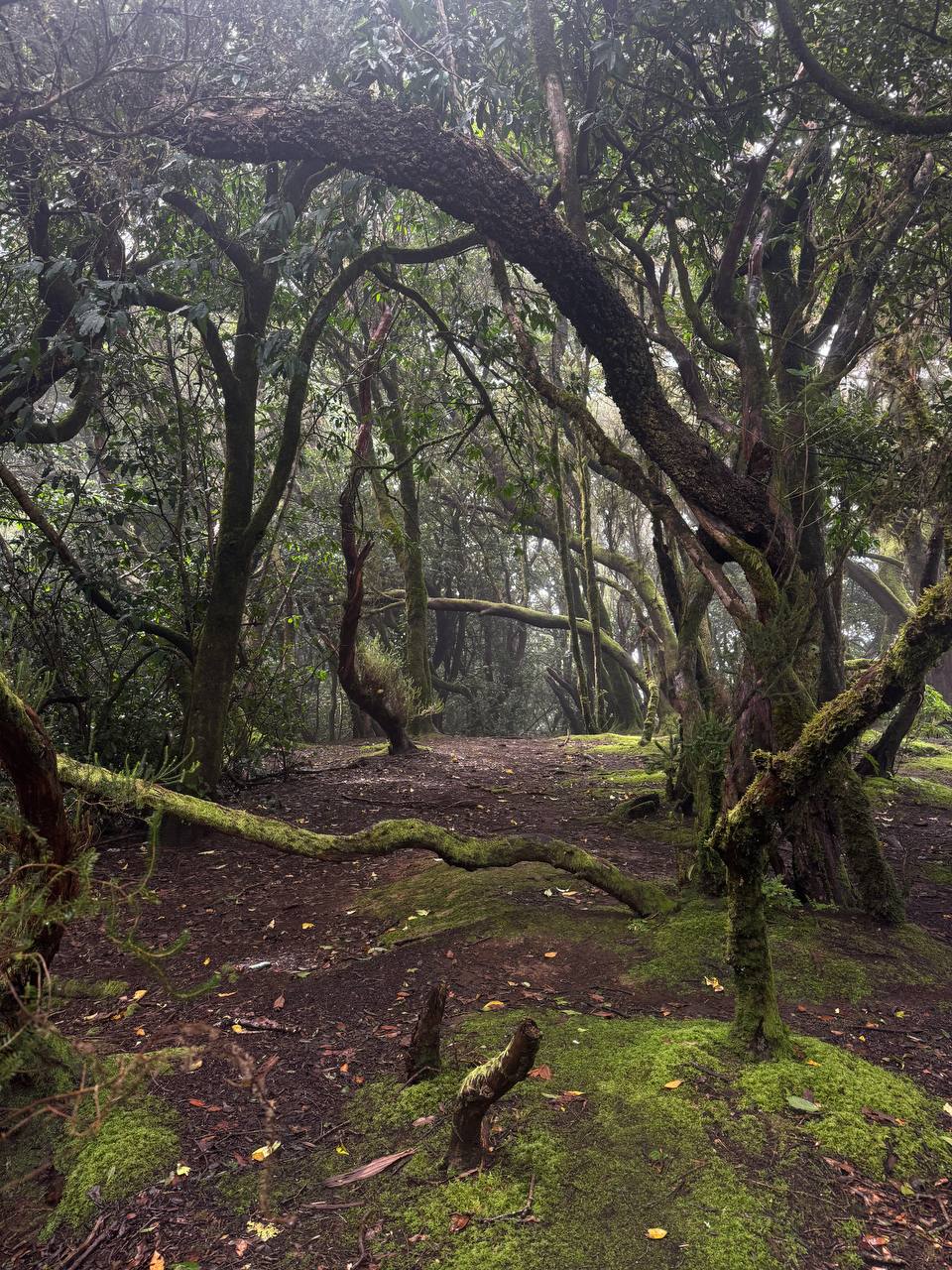 Anaga Rural Park